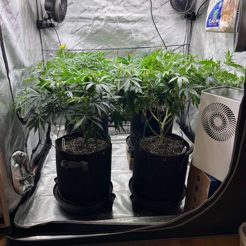 Godfather OG growlog timeline photo