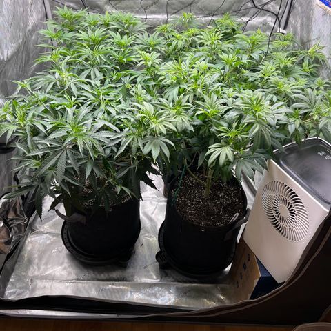 Godfather OG growlog timeline photo