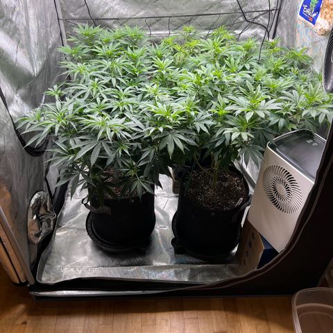 Godfather OG growlog timeline photo