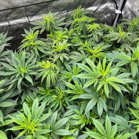 Gorilla Glue #4 growlog photo: GG the only plant still hasn’t recovered from the transplant 