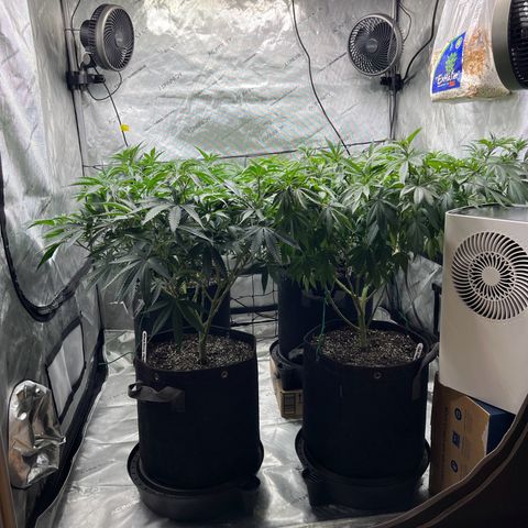 Godfather OG growlog timeline photo