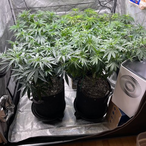 Godfather OG growlog timeline photo