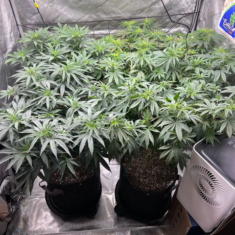 Godfather OG growlog timeline photo