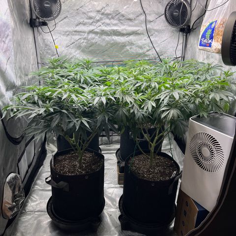 Godfather OG growlog timeline photo