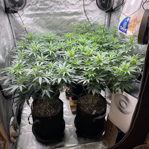 Godfather OG growlog timeline photo