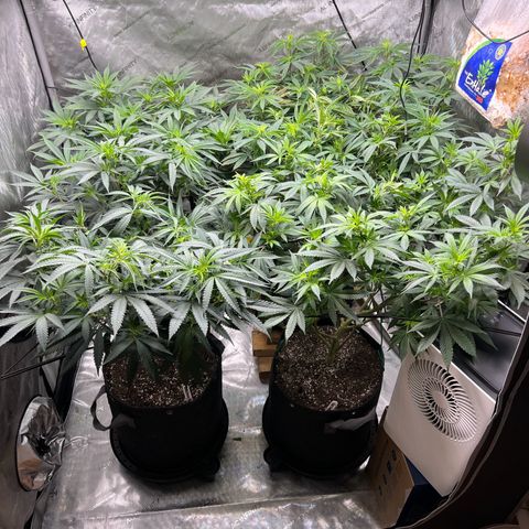 Godfather OG growlog timeline photo