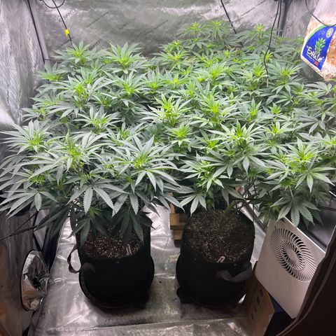 Godfather OG growlog timeline photo