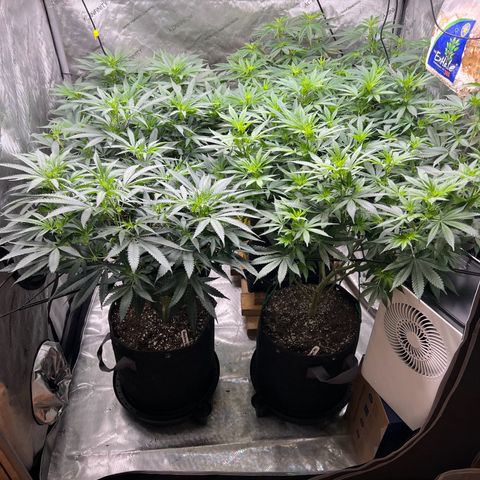 Godfather OG growlog timeline photo