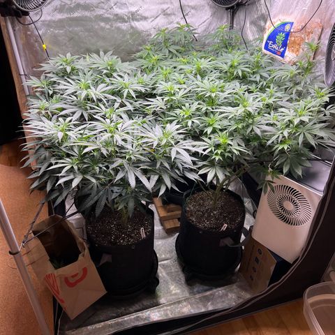 Godfather OG growlog photo: The GG#4 is always the cry baby