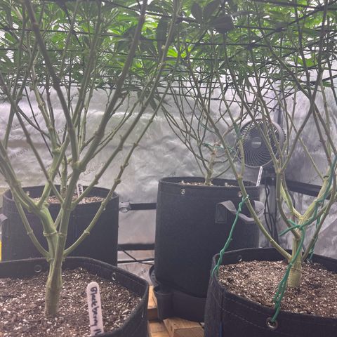 Godfather OG growlog photo: They have recovered nicely from the defoliation treatment yesterday 