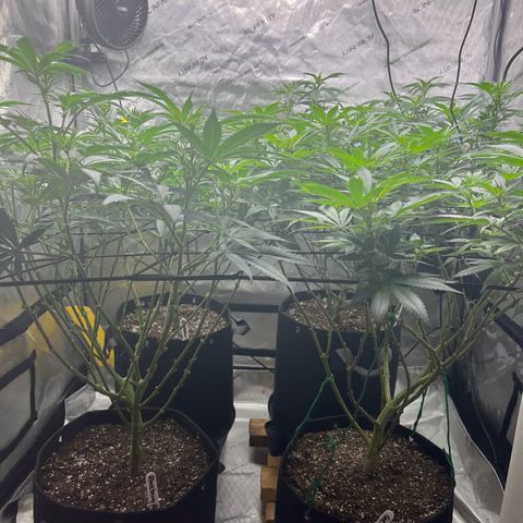 Godfather OG growlog photo: They have recovered nicely from the defoliation treatment yesterday 