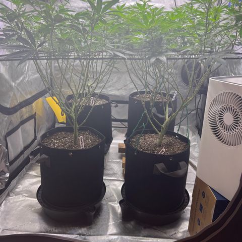 Godfather OG growlog photo: They have recovered nicely from the defoliation treatment yesterday 