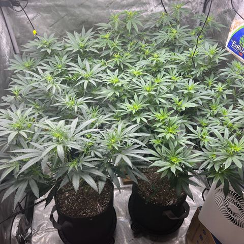 Godfather OG growlog photo: They have recovered nicely from the defoliation treatment yesterday 