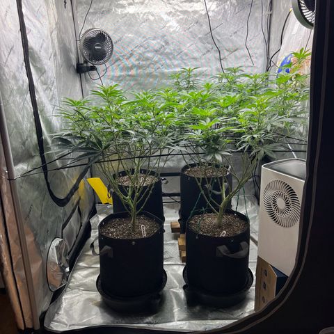 Godfather OG growlog timeline photo