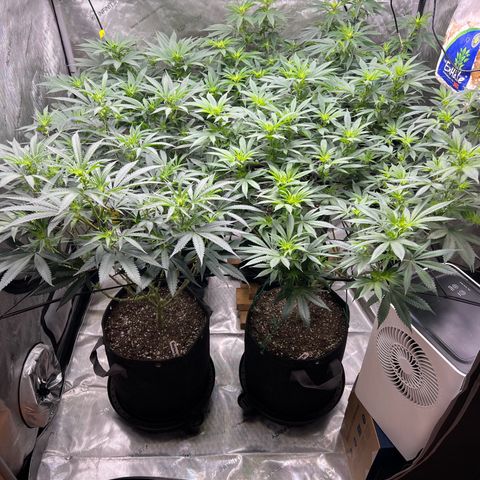 Godfather OG growlog timeline photo