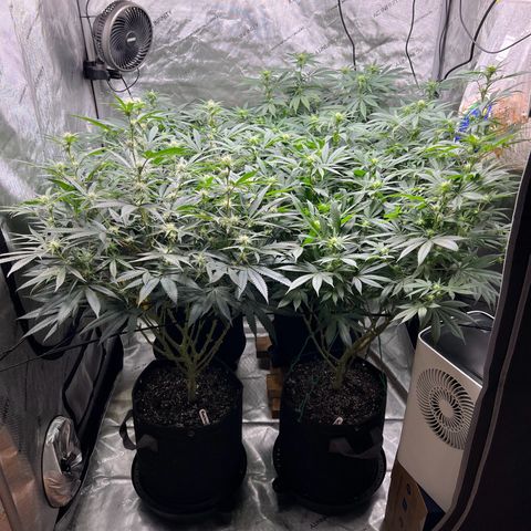 Godfather OG growlog timeline photo