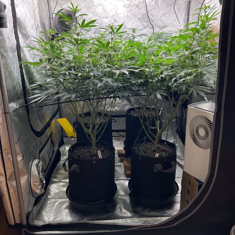 Godfather OG growlog timeline photo