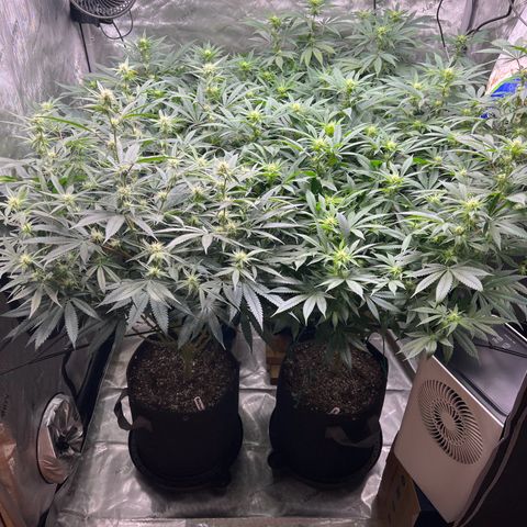 Godfather OG growlog timeline photo