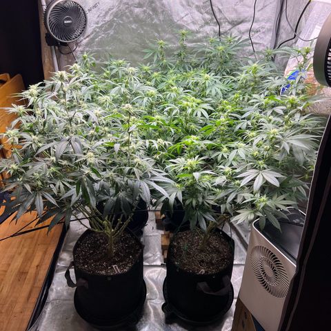 Godfather OG growlog timeline photo