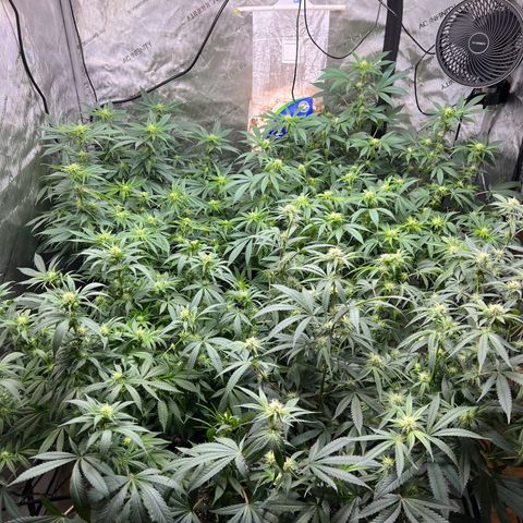 Godfather OG growlog timeline photo