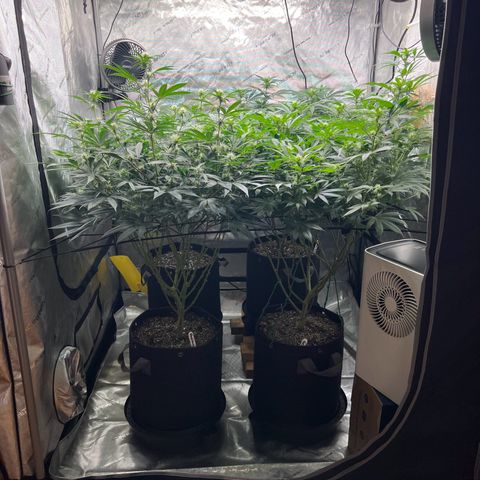 Godfather OG growlog timeline photo