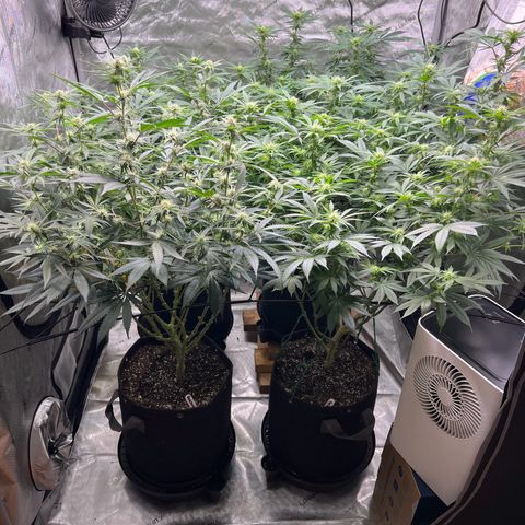 Godfather OG growlog timeline photo