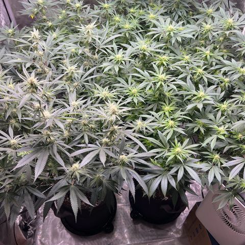 Godfather OG growlog timeline photo