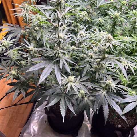 BlackBerry Moonrocks  growlog timeline photo