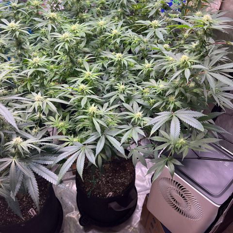Gelato growlog timeline photo