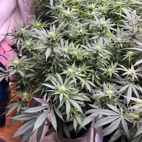 Godfather OG growlog timeline photo