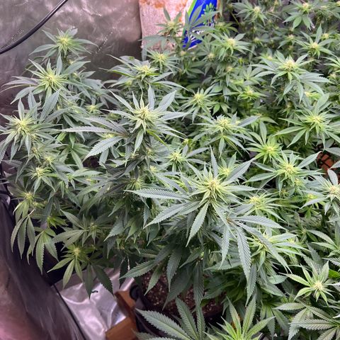 Gorilla Glue #4 growlog timeline photo