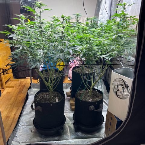 Godfather OG growlog timeline photo