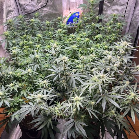 Godfather OG growlog timeline photo