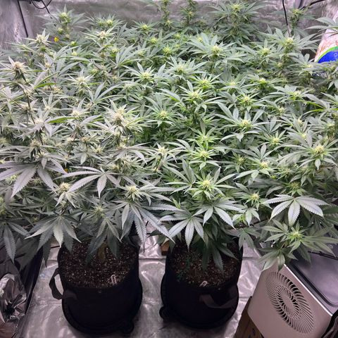 Godfather OG growlog timeline photo