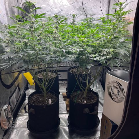 Godfather OG growlog timeline photo