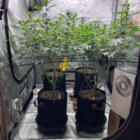 Godfather OG growlog timeline photo