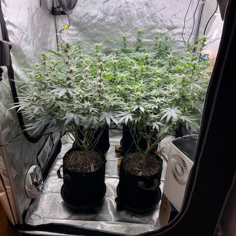 Godfather OG growlog timeline photo