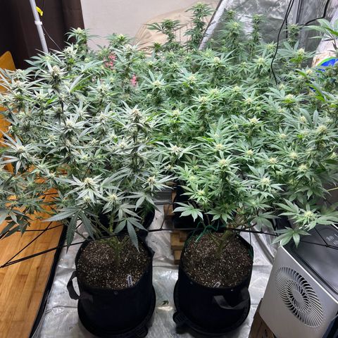 Godfather OG growlog timeline photo