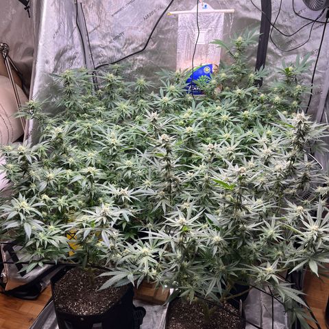 Godfather OG growlog timeline photo