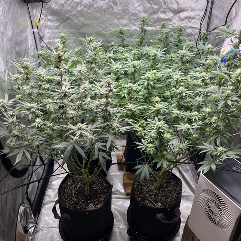 Godfather OG growlog timeline photo