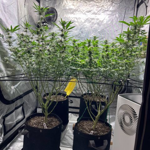 Godfather OG growlog timeline photo