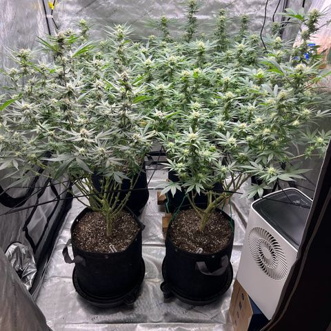 Godfather OG growlog timeline photo