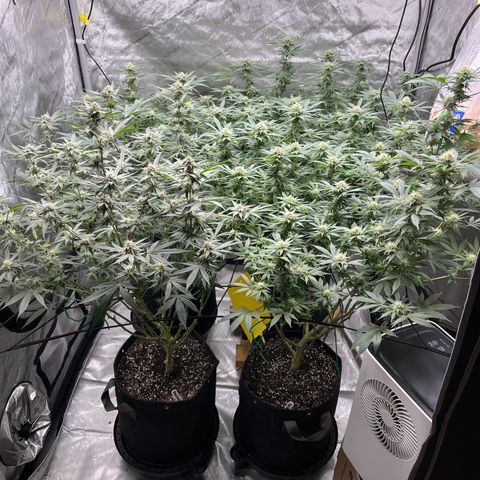 Godfather OG growlog timeline photo