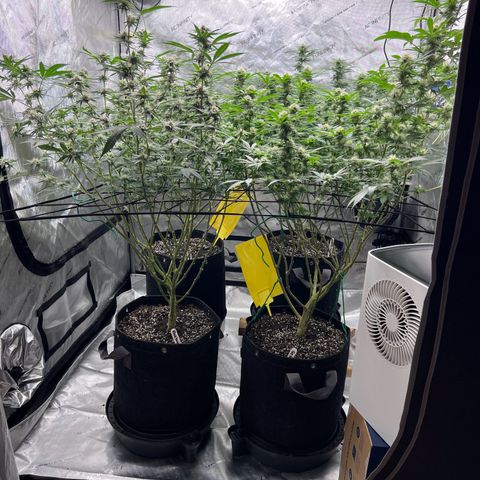 Godfather OG growlog timeline photo