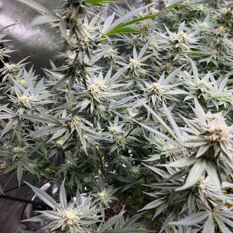 BlackBerry Moonrocks  growlog timeline photo