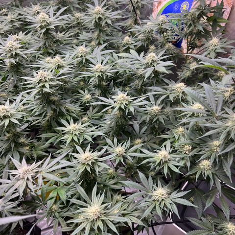 Gelato growlog timeline photo