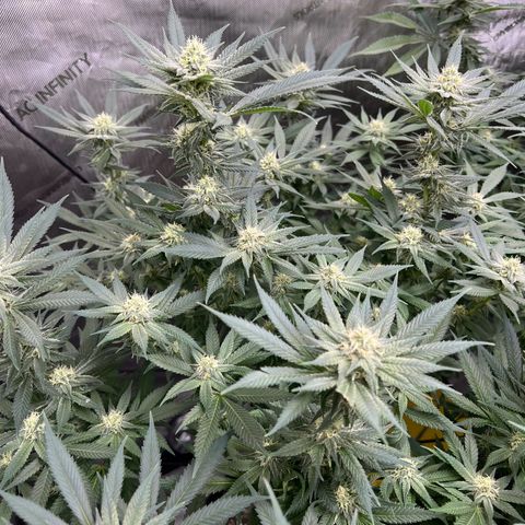 Godfather OG growlog timeline photo