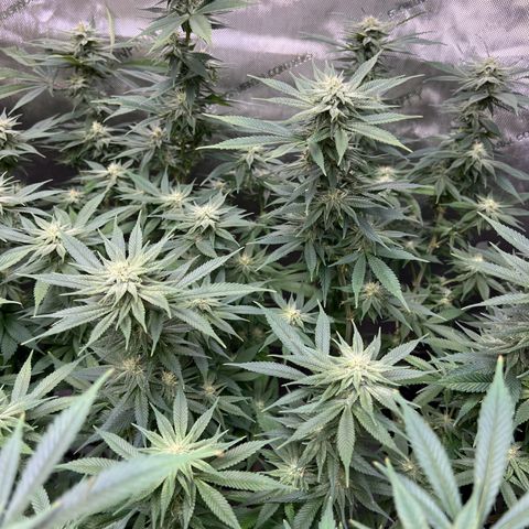 Gorilla Glue #4 growlog timeline photo