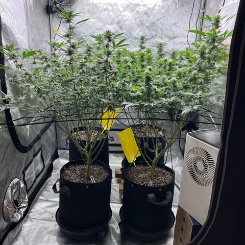 Godfather OG growlog timeline photo