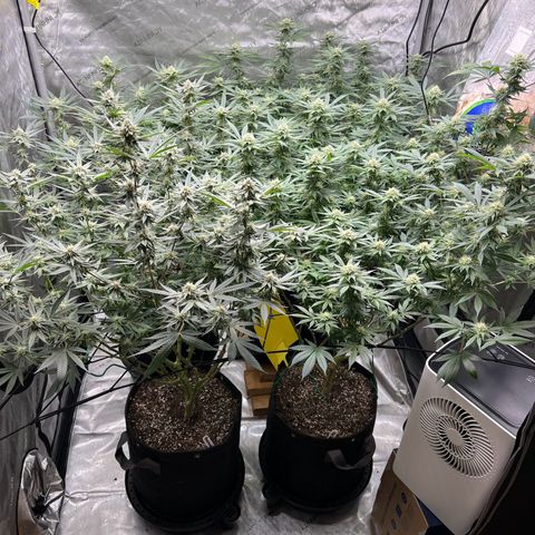 Godfather OG growlog timeline photo